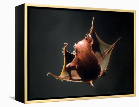 Vampire Squid Going into Opineappleo Defense Posture-null-Framed Premier Image Canvas