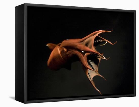 Vampire Squid Going into Opineappleo Defense Posture-null-Framed Premier Image Canvas