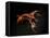 Vampire Squid Going into Opineappleo Defense Posture-null-Framed Premier Image Canvas