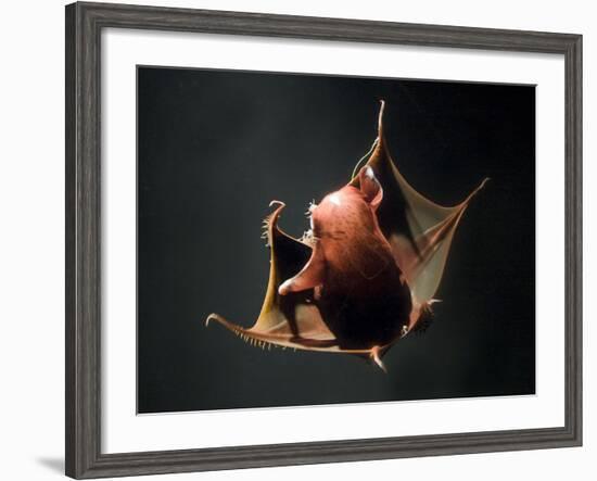 Vampire Squid Going into Opineappleo Defense Posture-null-Framed Photographic Print