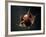 Vampire Squid Going into Opineappleo Defense Posture-null-Framed Photographic Print