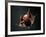 Vampire Squid Going into Opineappleo Defense Posture-null-Framed Photographic Print