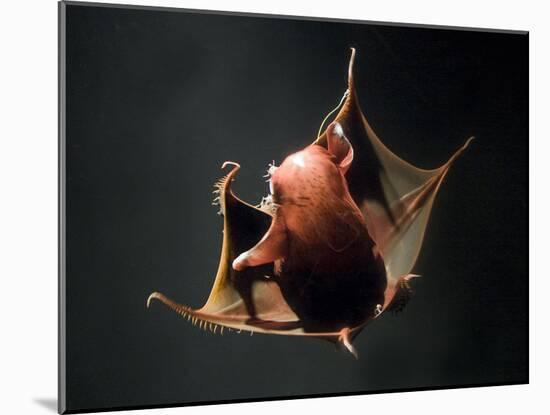 Vampire Squid Going into Opineappleo Defense Posture-null-Mounted Photographic Print