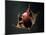 Vampire Squid Going into Opineappleo Defense Posture-null-Mounted Photographic Print