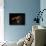 Vampire Squid Going into Opineappleo Defense Posture-null-Photographic Print displayed on a wall