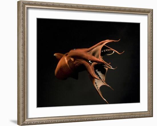 Vampire Squid Going into Opineappleo Defense Posture-null-Framed Photographic Print