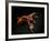 Vampire Squid Going into Opineappleo Defense Posture-null-Framed Photographic Print