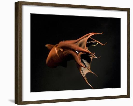 Vampire Squid Going into Opineappleo Defense Posture-null-Framed Photographic Print