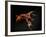 Vampire Squid Going into Opineappleo Defense Posture-null-Framed Photographic Print