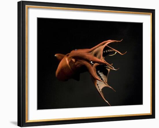 Vampire Squid Going into Opineappleo Defense Posture-null-Framed Photographic Print