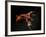 Vampire Squid Going into Opineappleo Defense Posture-null-Framed Photographic Print