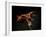 Vampire Squid Going into Opineappleo Defense Posture-null-Framed Photographic Print