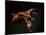 Vampire Squid Going into Opineappleo Defense Posture-null-Mounted Photographic Print