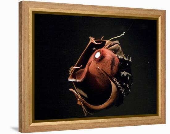 Vampire Squid Going into Opineappleo Defense-null-Framed Premier Image Canvas