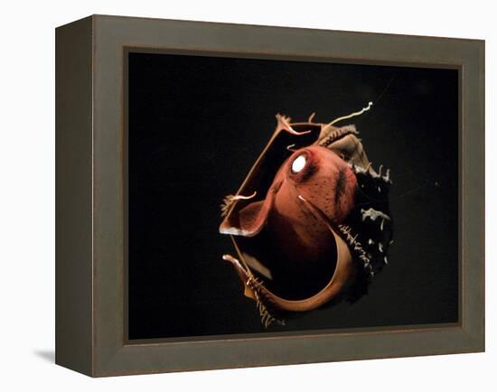 Vampire Squid Going into Opineappleo Defense-null-Framed Premier Image Canvas