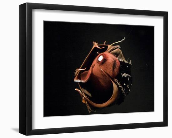Vampire Squid Going into Opineappleo Defense-null-Framed Photographic Print