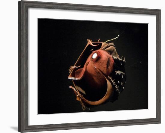 Vampire Squid Going into Opineappleo Defense-null-Framed Photographic Print