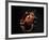 Vampire Squid Going into Opineappleo Defense-null-Framed Photographic Print