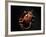 Vampire Squid Going into Opineappleo Defense-null-Framed Photographic Print