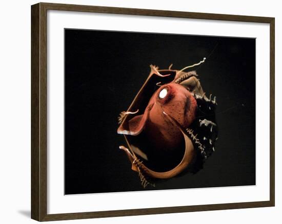 Vampire Squid Going into Opineappleo Defense-null-Framed Photographic Print