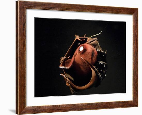 Vampire Squid Going into Opineappleo Defense-null-Framed Photographic Print