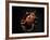 Vampire Squid Going into Opineappleo Defense-null-Framed Photographic Print