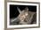 Van Gelder's Bat (Bauerus Dubiaquercus) Portrait-Claudio Contreras-Framed Photographic Print