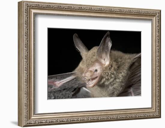 Van Gelder's Bat (Bauerus Dubiaquercus) Portrait-Claudio Contreras-Framed Photographic Print