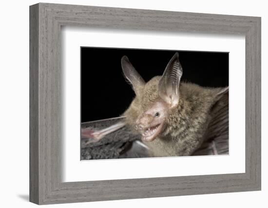 Van Gelder's Bat (Bauerus Dubiaquercus) Portrait-Claudio Contreras-Framed Photographic Print