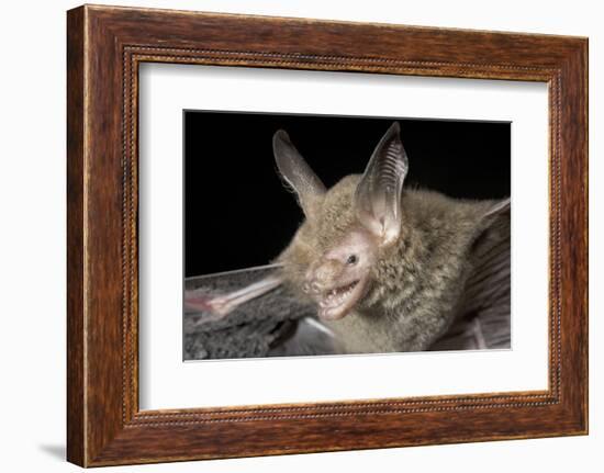 Van Gelder's Bat (Bauerus Dubiaquercus) Portrait-Claudio Contreras-Framed Photographic Print