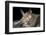 Van Gelder's Bat (Bauerus Dubiaquercus) Portrait-Claudio Contreras-Framed Photographic Print