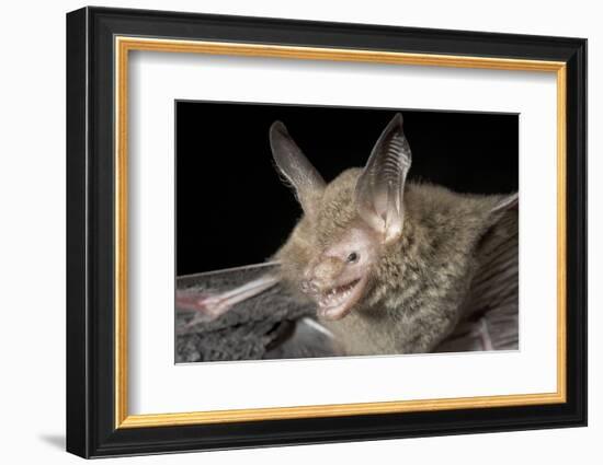 Van Gelder's Bat (Bauerus Dubiaquercus) Portrait-Claudio Contreras-Framed Photographic Print