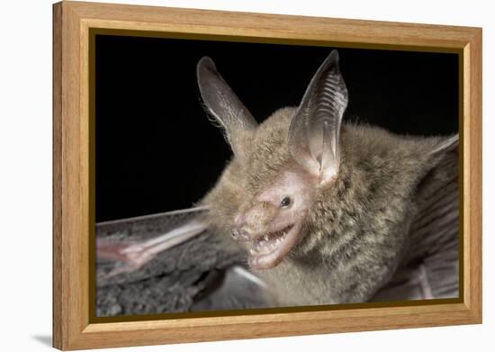 Van Gelder's Bat (Bauerus Dubiaquercus) Portrait-Claudio Contreras-Framed Premier Image Canvas