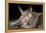 Van Gelder's Bat (Bauerus Dubiaquercus) Portrait-Claudio Contreras-Framed Premier Image Canvas