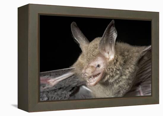 Van Gelder's Bat (Bauerus Dubiaquercus) Portrait-Claudio Contreras-Framed Premier Image Canvas