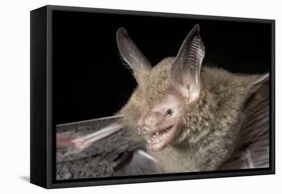 Van Gelder's Bat (Bauerus Dubiaquercus) Portrait-Claudio Contreras-Framed Premier Image Canvas