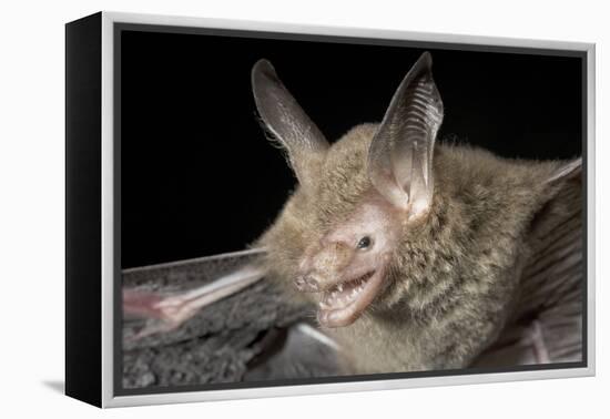 Van Gelder's Bat (Bauerus Dubiaquercus) Portrait-Claudio Contreras-Framed Premier Image Canvas