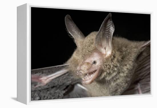 Van Gelder's Bat (Bauerus Dubiaquercus) Portrait-Claudio Contreras-Framed Premier Image Canvas