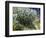 Van Gogh: Lilacs, 19Th C-Vincent van Gogh-Framed Giclee Print