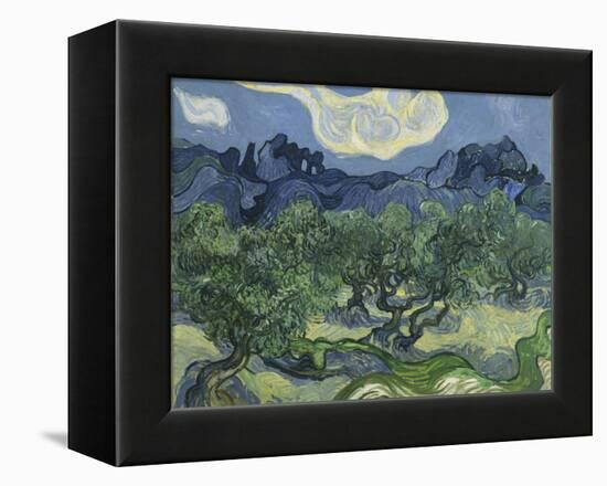 Van Gogh, Olive Trees-null-Framed Premier Image Canvas