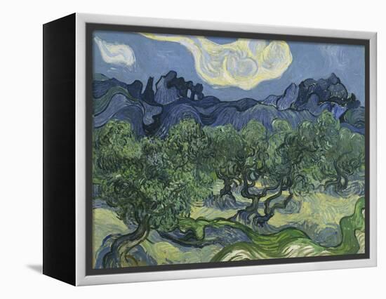 Van Gogh, Olive Trees-null-Framed Premier Image Canvas