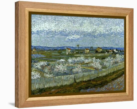 Van Gogh: Peach Tree, 1889-Vincent van Gogh-Framed Premier Image Canvas