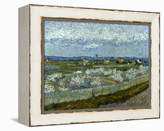 Van Gogh: Peach Tree, 1889-Vincent van Gogh-Framed Premier Image Canvas