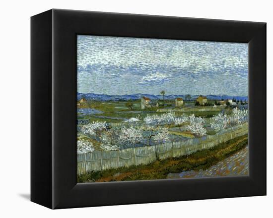 Van Gogh: Peach Tree, 1889-Vincent van Gogh-Framed Premier Image Canvas