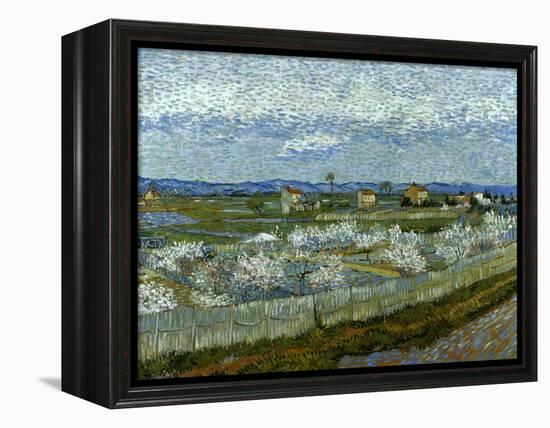 Van Gogh: Peach Tree, 1889-Vincent van Gogh-Framed Premier Image Canvas