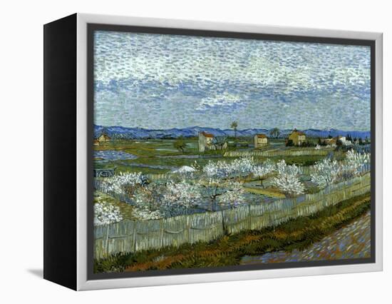 Van Gogh: Peach Tree, 1889-Vincent van Gogh-Framed Premier Image Canvas