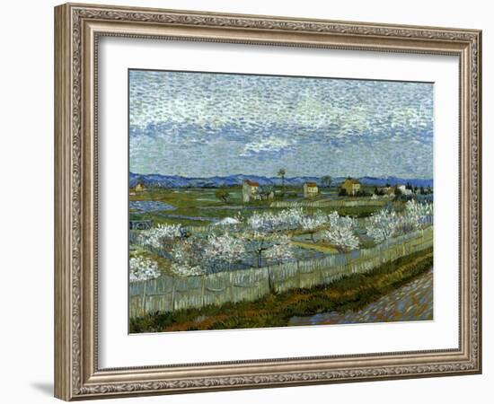 Van Gogh: Peach Tree, 1889-Vincent van Gogh-Framed Giclee Print