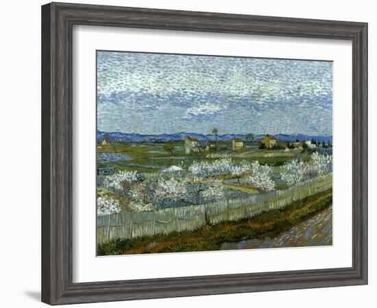 Van Gogh: Peach Tree, 1889-Vincent van Gogh-Framed Giclee Print