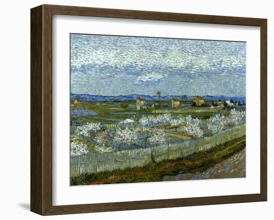 Van Gogh: Peach Tree, 1889-Vincent van Gogh-Framed Giclee Print