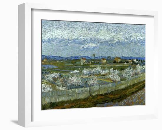 Van Gogh: Peach Tree, 1889-Vincent van Gogh-Framed Giclee Print